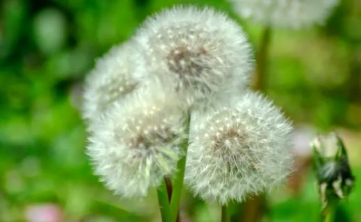 蒲公英泡水喝能降血糖嗎 泡蒲公英用開(kāi)水還是溫水