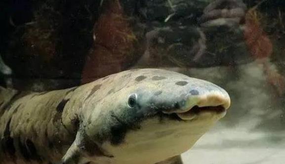 非洲肺魚7.jpg