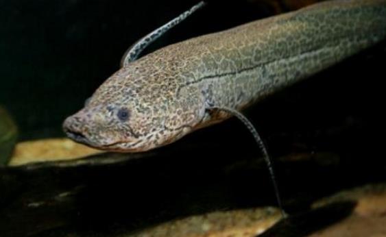 非洲肺魚2.jpg