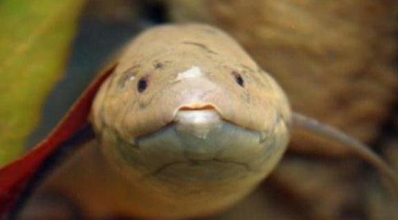 非洲肺魚3.jpg