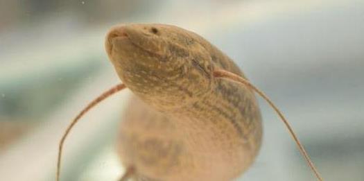非洲肺魚4.jpg