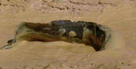 非洲肺魚5.jpg