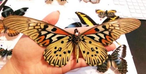 世界上最大的蝴蝶,亞歷山大女皇鳥翼鳳蝶翼展可達31厘米