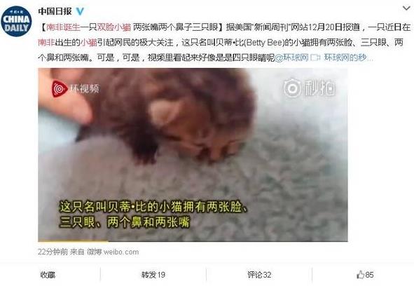 南非誕生雙臉小貓 生命力頑強 主人輪流給兩張嘴喂食成長良好