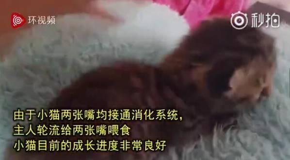 南非誕生雙臉小貓 生命力頑強 主人輪流給兩張嘴喂食成長良好