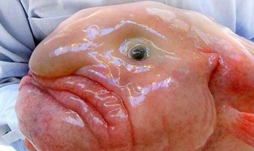 世界上最丑的魚