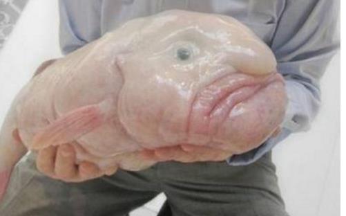 世界上最丑的魚