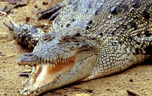 世界咬合力第一的動物 灣鱷咬合力達1900公斤