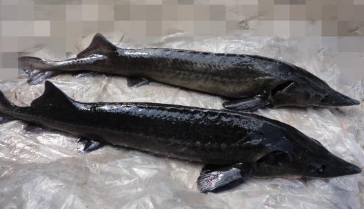 長(zhǎng)江最大的魚 長(zhǎng)江魚王中華鱘重量可達(dá)千斤