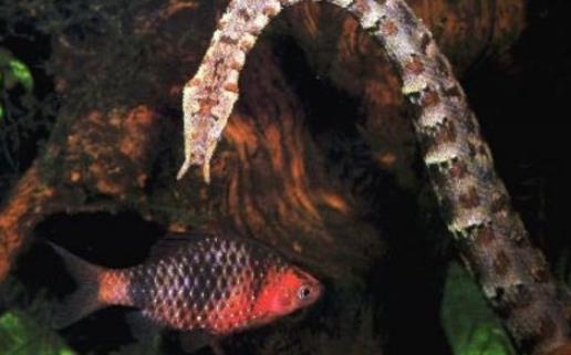 速度最快的蛇釣魚(yú)蛇 釣魚(yú)蛇捕魚(yú)速度0.001秒