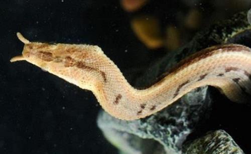 速度最快的蛇釣魚(yú)蛇 釣魚(yú)蛇捕魚(yú)速度0.001秒
