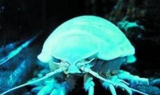 世界上最古老的生物 巨型木虱1.6億年至今沒發生變化
