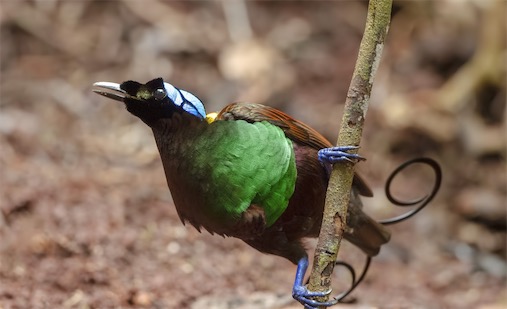 世界上最美的鳥 威氏極樂鳥的美全世界公認