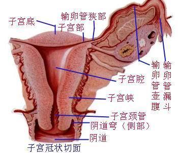 女人的陰道一般有多深真實圖片說明 女性私處究竟是什么模樣的