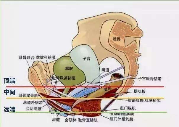 女性陰部真實照片:詳解健康女人真實完美陰道圖片【多圖】 女性陰部真實照片:詳解健康女人真實完美陰道圖片【多圖】