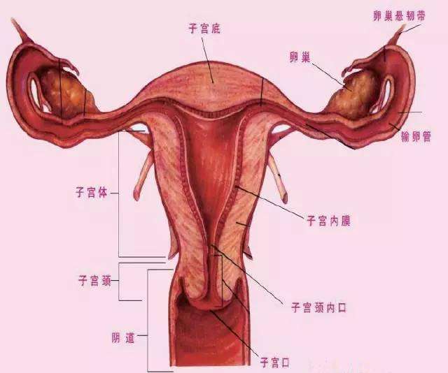 女性陰部真實照片:詳解健康女人真實完美陰道圖片【多圖】 女性陰部真實照片:詳解健康女人真實完美陰道圖片【多圖】