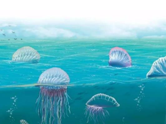 世界上最致命的水母,澳洲方水母可以在三分鐘之內毒死一個人