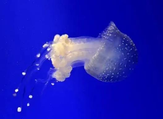 世界上最致命的水母,澳洲方水母可以在三分鐘之內毒死一個人
