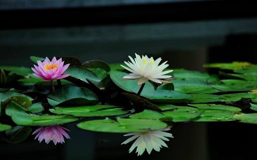 九、睡蓮.jpg