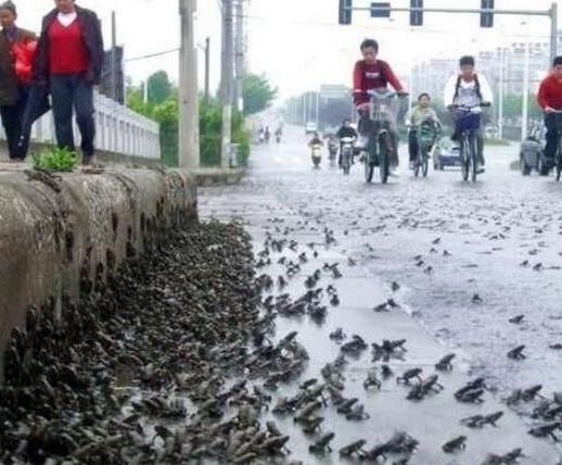 三、蟾蜍雨.jpg
