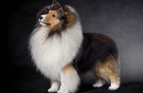 五、喜樂蒂牧羊犬.jpg