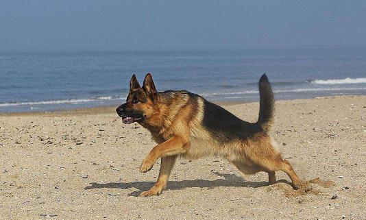 三、德國牧羊犬.jpg
