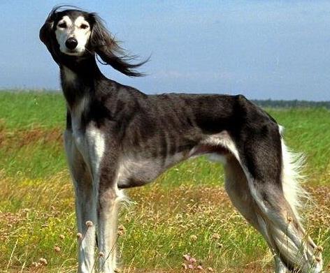 世界上5種速度最快的狗排名,格力犬最高時速70多公里