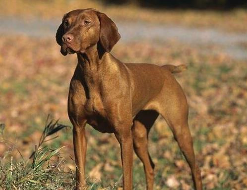 世界上5種速度最快的狗排名,格力犬最高時速70多公里