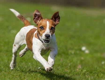 世界上5種速度最快的狗排名,格力犬最高時速70多公里