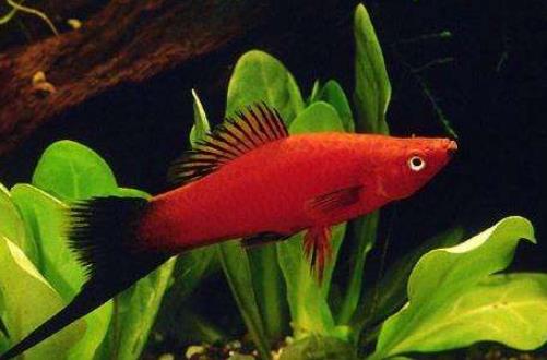 十種適合家養(yǎng)的魚排名,琉金金魚抗病力強(qiáng),泰國(guó)斗魚可單獨(dú)喂養(yǎng)