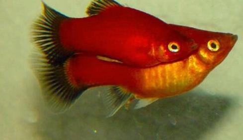 十種適合家養(yǎng)的魚排名,琉金金魚抗病力強(qiáng),泰國(guó)斗魚可單獨(dú)喂養(yǎng)