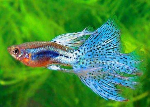 十種適合家養(yǎng)的魚排名,琉金金魚抗病力強(qiáng),泰國(guó)斗魚可單獨(dú)喂養(yǎng)