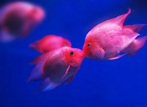 十種適合家養(yǎng)的魚排名,琉金金魚抗病力強(qiáng),泰國(guó)斗魚可單獨(dú)喂養(yǎng)