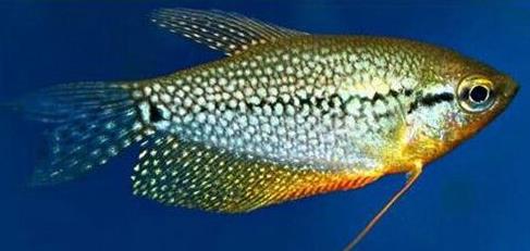 十種適合家養(yǎng)的魚排名,琉金金魚抗病力強(qiáng),泰國(guó)斗魚可單獨(dú)喂養(yǎng)
