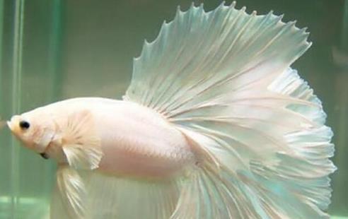 十種適合家養(yǎng)的魚排名,琉金金魚抗病力強(qiáng),泰國(guó)斗魚可單獨(dú)喂養(yǎng)