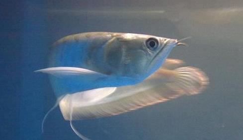 十種適合家養(yǎng)的魚排名,琉金金魚抗病力強(qiáng),泰國(guó)斗魚可單獨(dú)喂養(yǎng)