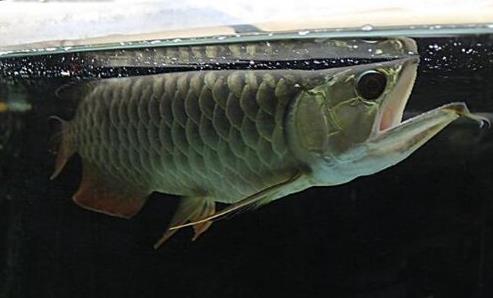 十種適合家養(yǎng)的魚排名,琉金金魚抗病力強(qiáng),泰國(guó)斗魚可單獨(dú)喂養(yǎng)