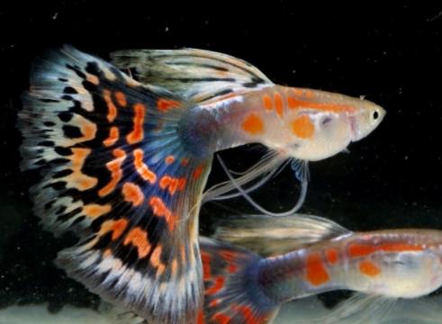 十種適合家養(yǎng)的魚排名,琉金金魚抗病力強(qiáng),泰國(guó)斗魚可單獨(dú)喂養(yǎng)