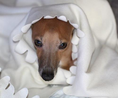 最怕冷的十種狗排名,吉娃娃、中國冠毛犬毛少體型小