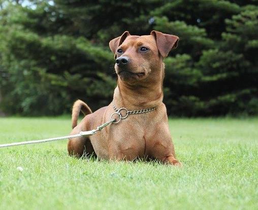 最怕冷的十種狗排名,吉娃娃、中國冠毛犬毛少體型小
