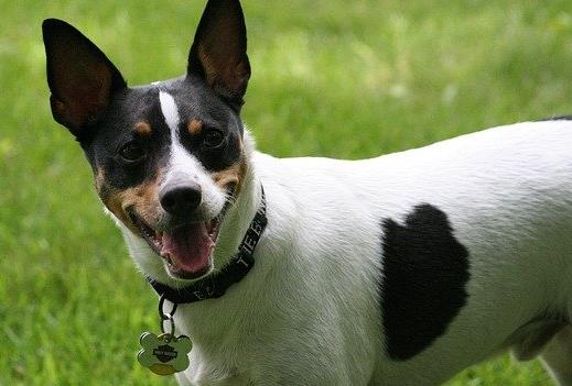 最怕冷的十種狗排名,吉娃娃、中國冠毛犬毛少體型小