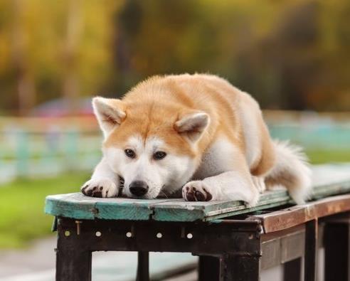 十大忠誠(chéng)的狗排名,大白熊犬聰明真誠(chéng),柯利犬被維多利亞女王大贊