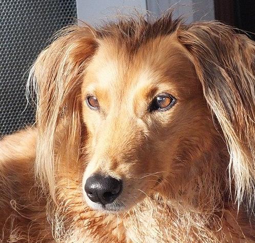 最怕冷的十種狗排名,吉娃娃、中國冠毛犬毛少體型小