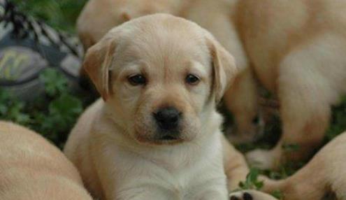 十大忠誠(chéng)的狗排名,大白熊犬聰明真誠(chéng),柯利犬被維多利亞女王大贊