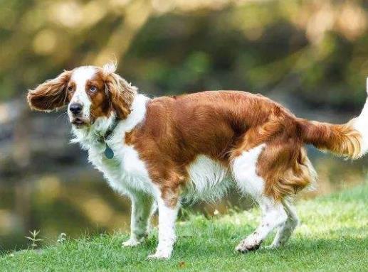 十大忠誠(chéng)的狗排名,大白熊犬聰明真誠(chéng),柯利犬被維多利亞女王大贊