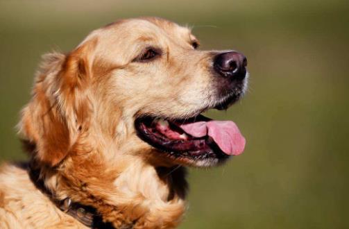 十大忠誠(chéng)的狗排名,大白熊犬聰明真誠(chéng),柯利犬被維多利亞女王大贊