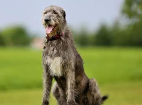 世界上最大的十個狗品種排名,大丹犬、俄羅斯高加索犬很霸氣
