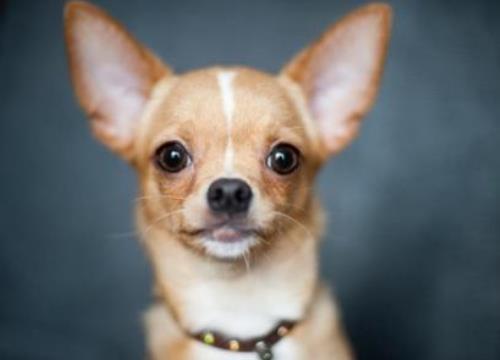 世界十大小型犬排名,迷你雪納瑞是優(yōu)良家庭犬,比熊犬?huà)尚?qiáng)健