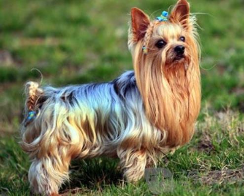 世界十大小型犬排名,迷你雪納瑞是優(yōu)良家庭犬,比熊犬?huà)尚?qiáng)健