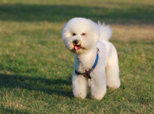 世界上最可愛的犬類排名,斗牛犬具有戰(zhàn)斗力,博美適合當(dāng)伴侶犬